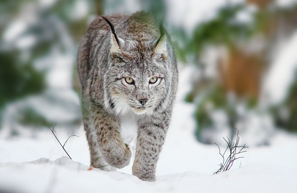 BOBCAT