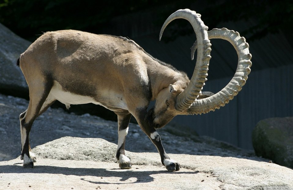 IBEX