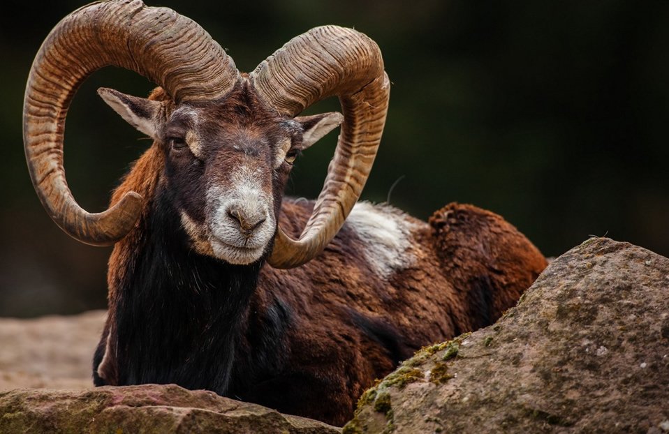MOUFLON SHEEP