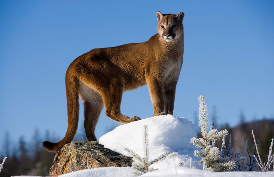 COUGAR