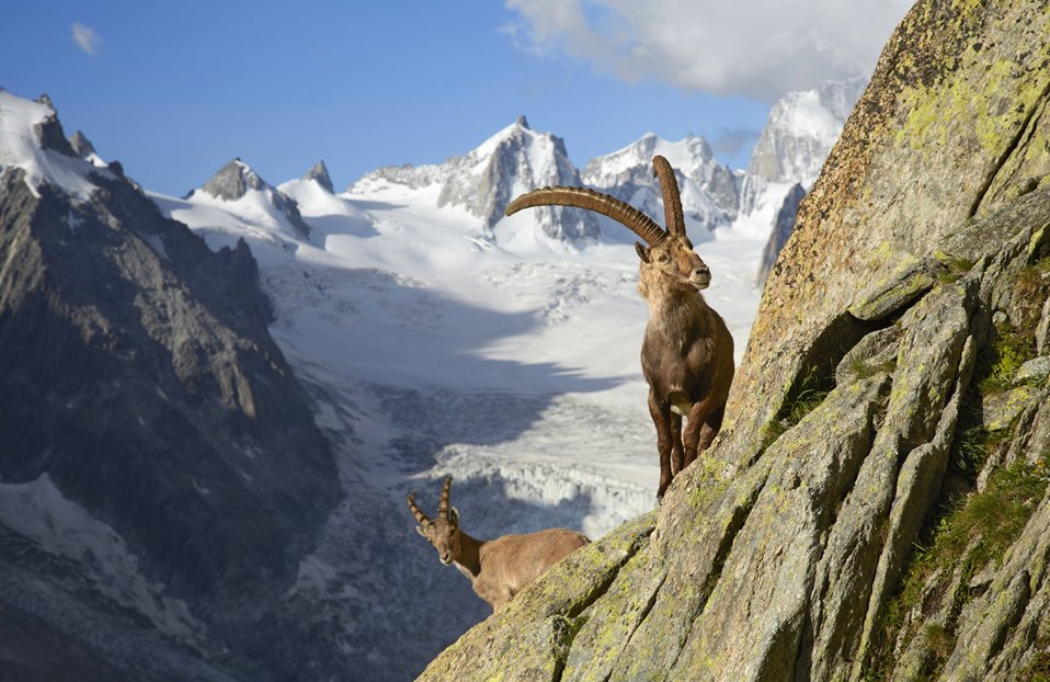 IBEX